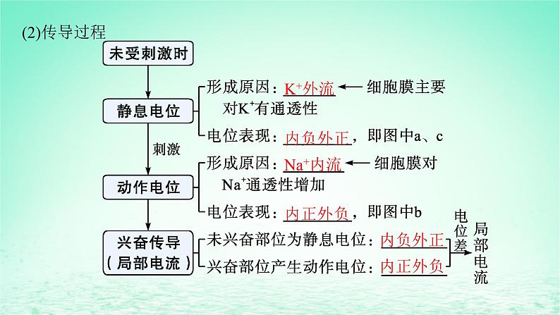 2022_2023学年新教材高中生物第2章神经调节第3节神经冲动的产生和传导课件新人教版选择性必修108