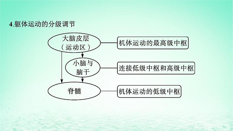 2022_2023学年新教材高中生物第2章神经调节第4节神经系统的分级调节课件新人教版选择性必修107