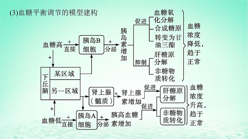 2022_2023学年新教材高中生物第3章体液调节第2节激素调节的过程课件新人教版选择性必修108