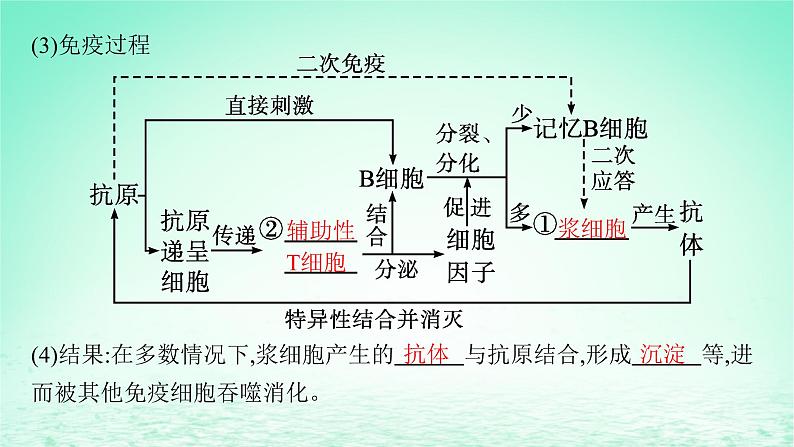 2022_2023学年新教材高中生物第4章免疫调节第2节特异性免疫课件新人教版选择性必修108