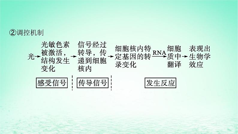 2022_2023学年新教材高中生物第5章植物生命活动的调节第4节环境因素参与调节植物的生命活动课件新人教版选择性必修107