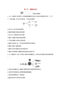 高中生物人教版 (2019)必修1《分子与细胞》第2节 细胞的分化课后练习题