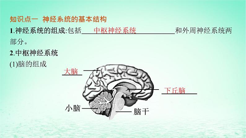 2022_2023学年新教材高中生物第2章神经调节第1节神经调节的结构基次件新人教版选择性必修1第5页