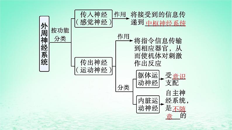 2022_2023学年新教材高中生物第2章神经调节第1节神经调节的结构基次件新人教版选择性必修1第8页