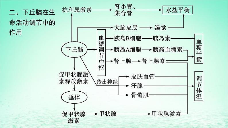 2022_2023学年新教材高中生物第3章体液调节微专题二动物生命活动调节类型及下丘脑课件新人教版选择性必修108