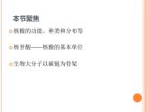 【2019人教版】必修1第2章第5节 核酸是遗传信息的携带者 课件PPT