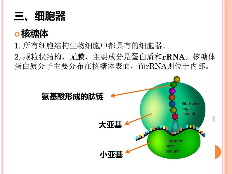 【2019人教版】必修1第3章第2节 细胞器之间的分工合作 课件PPT第6页