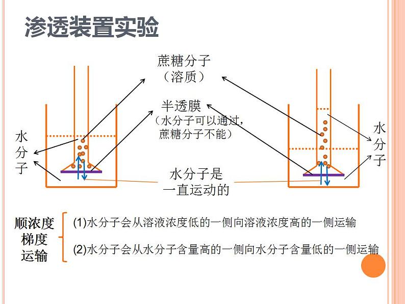 【2019人教版】必修1第4章第1节 被动运输 课件PPT第4页