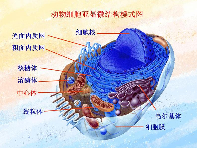 2.4细胞核是细胞生命活动的控制中心课件浙科版（2019）高中生物必修一01