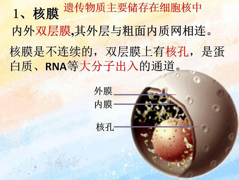 2.4细胞核是细胞生命活动的控制中心课件浙科版（2019）高中生物必修一05