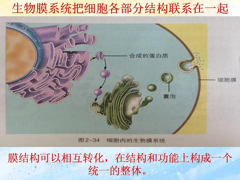 2.5细胞在结构和功能上是一个统一整体1课件浙科版（2019）高中生物必修一03