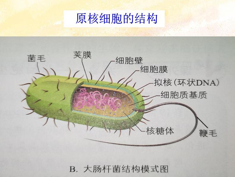 2.6原核细胞内无成形的细胞核课件浙科版（2019）高中生物必修一03