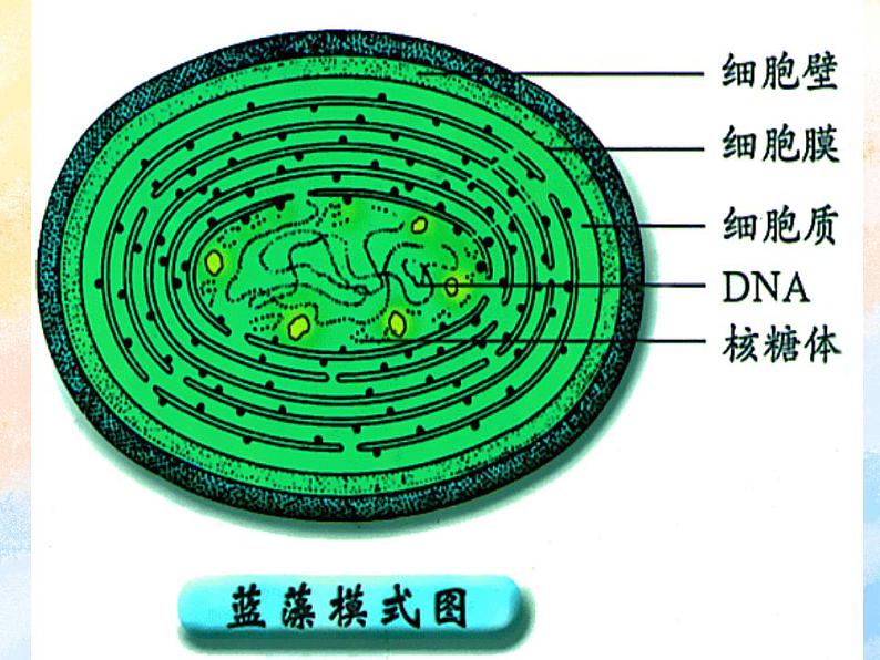 2.6原核细胞内无成形的细胞核课件浙科版（2019）高中生物必修一07