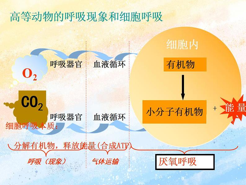 3.4细胞呼吸为细胞生活提供能量课件浙科版（2019）高中生物必修一03