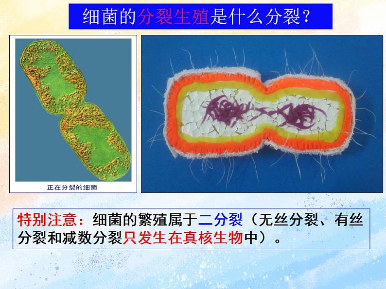 细胞通过分裂增殖 第一课时第6页