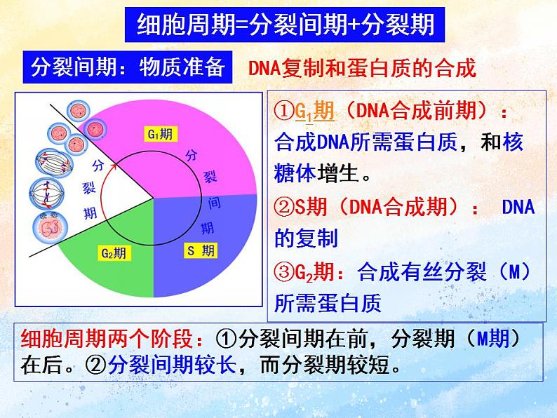 细胞通过分裂增殖 第一课时第8页