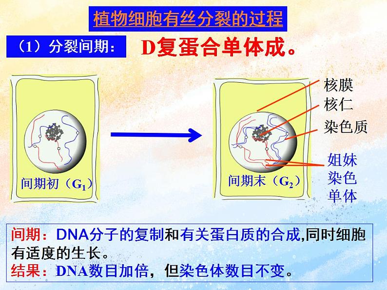 4.1+细胞通过分裂增殖+第二课时+课件浙科版（2019）高中生物必修一04