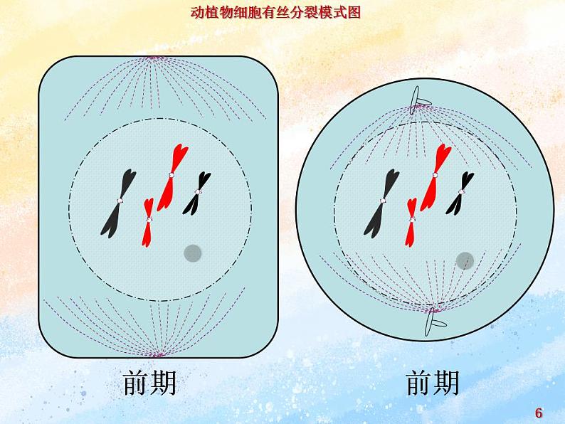 4.1细胞通过分裂增殖第三课时课件浙科版（2019）高中生物必修一06