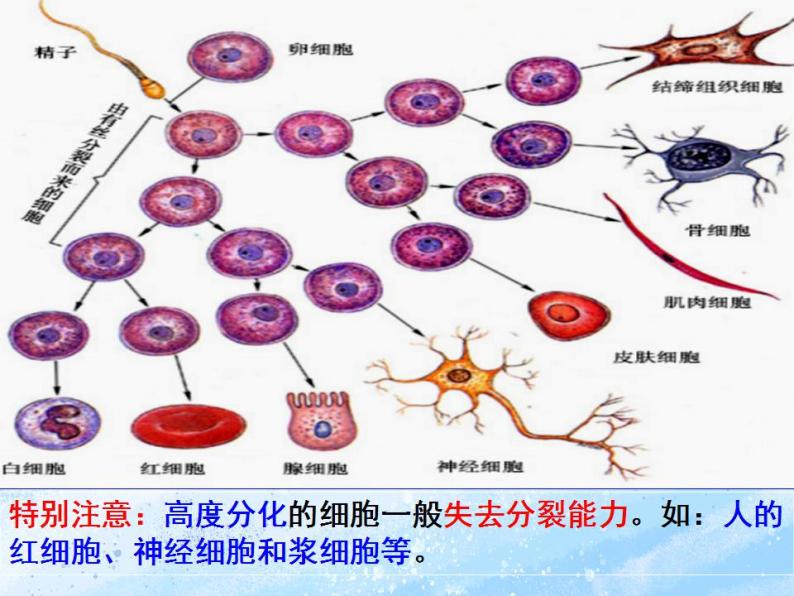 4.2+细胞通过分化产生不同类型的细胞+课件浙科版（2019）高中生物必修一05
