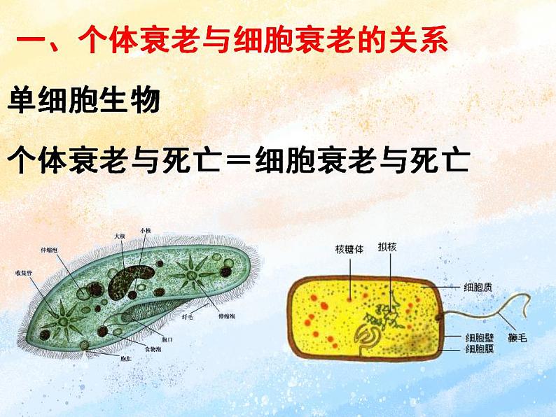 4.3细胞凋亡是编程性死亡课件浙科版（2019）高中生物必修一05