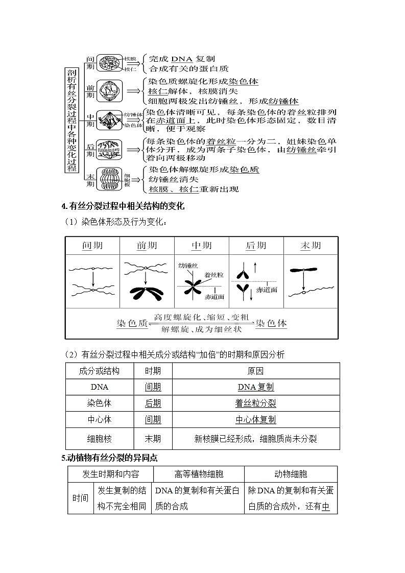 4.1+细胞通过分裂增殖+第二课时+染色体在有丝分裂过程中呈现规律性变化和癌细胞+学案浙科版（2019）高中生物必修一03