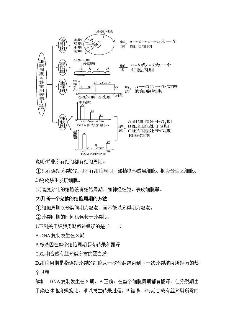 4.1细胞通过分裂增殖第一课时细胞周期学案浙科版（2019）高中生物必修一03