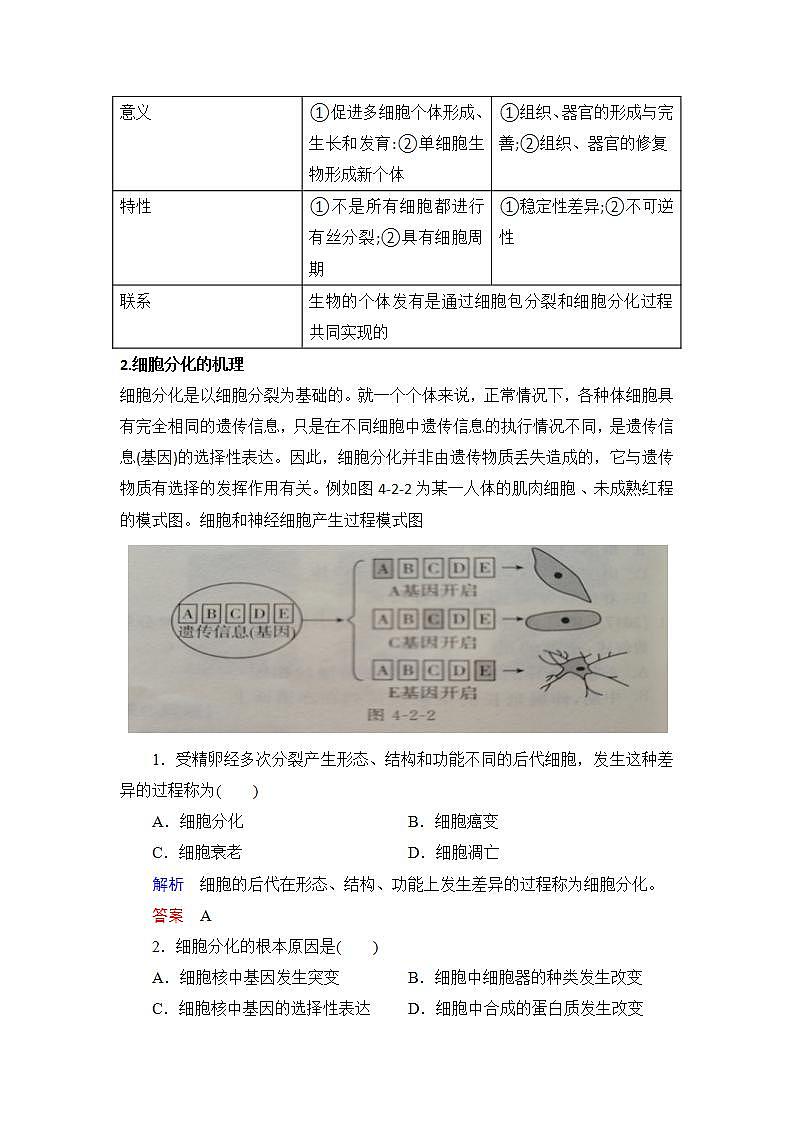 4.2+细胞通过分化产生不同类型的细胞+学案浙科版（2019）高中生物必修一02