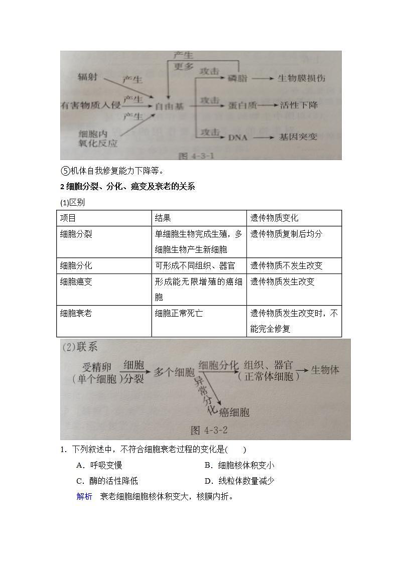 4.3+细胞凋亡是编程性死亡+学案浙科版（2019）高中生物必修一02