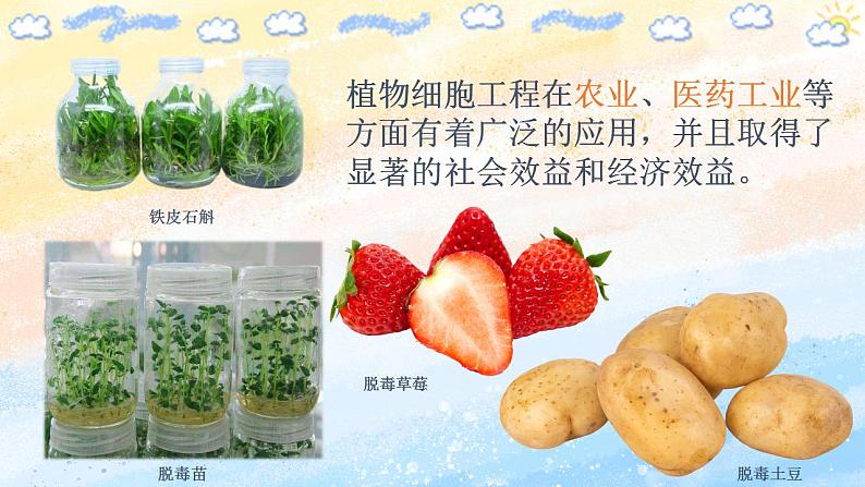 2.1.2 植物细胞工程的应用 (课件）高二生物（人教版2019选择性必修3）02