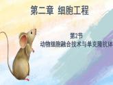 2.2.2 动物细胞融合技术与单克隆抗体 (课件）高二生物（人教版2019选择性必修3）