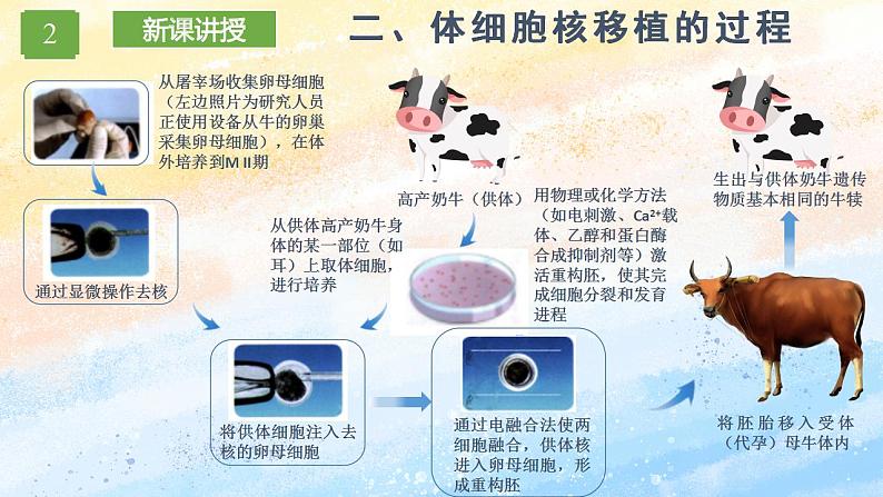 2.2.3 动物体细胞核移植技术和克隆动物 (课件）高二生物（人教版2019选择性必修3）08