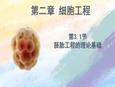 2.3.1 胚胎工程的理論基礎(chǔ) (課件）高二生物（人教版2019選擇性必修3）