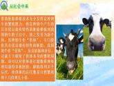 2.3.1 胚胎工程的理論基礎(chǔ) (課件）高二生物（人教版2019選擇性必修3）