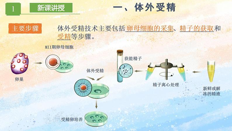 2.3.2 胚胎工程技术及其应用 (课件）高二生物（人教版2019选择性必修3）第5页