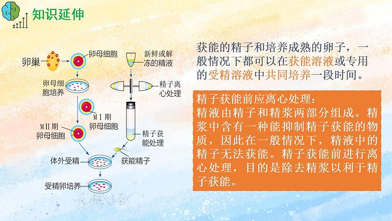 2.3.2 胚胎工程技术及其应用 (课件）高二生物（人教版2019选择性必修3）第8页