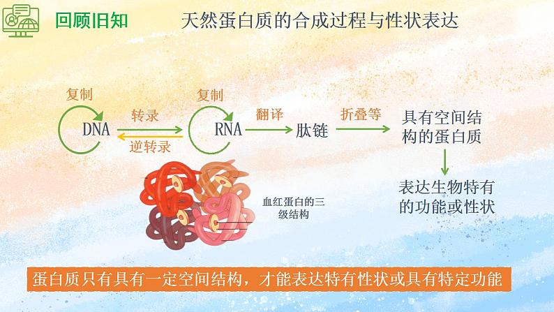 3.4 蛋白质工程的原理和应用 (备课件）-【上好课】2021-2022学年高二生物同步备课系列（人教版2019选择性必修3）第4页