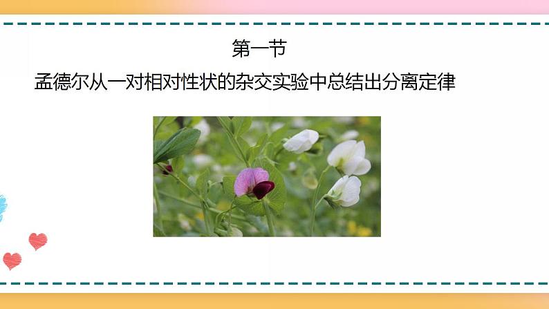 第一章 第一节 孟德尔从一对相对性状的杂交实验中总结出分离定律（课件）-【名校同步】2021-2022学年高一生物精品课件（浙科版2019必修2）04