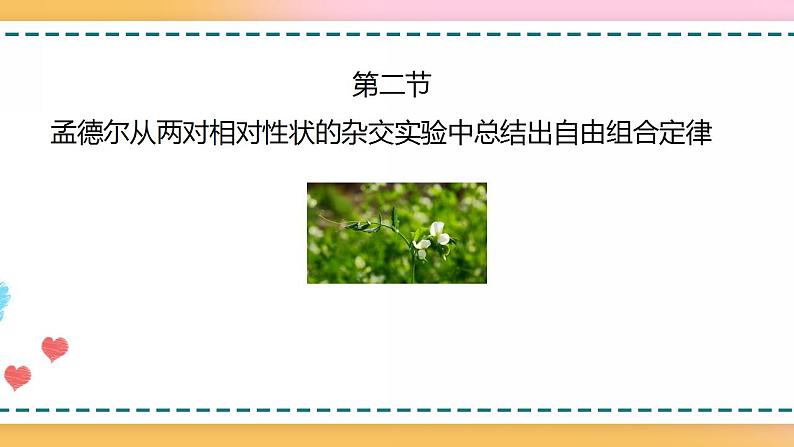 第一章 第二节 孟德尔从两对相对性状的杂交实验中总结出自由组合定律（课件）-【名校同步】2021-2022学年高一生物精品课件（浙科版2019必修2）03