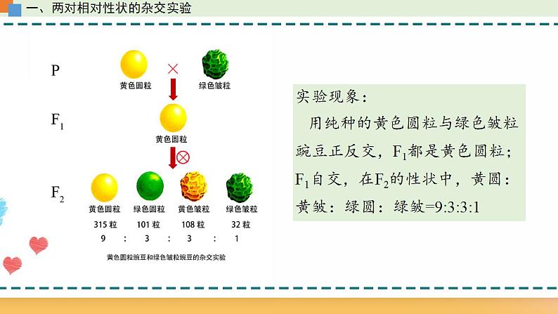 第一章 第二节 孟德尔从两对相对性状的杂交实验中总结出自由组合定律（课件）-【名校同步】2021-2022学年高一生物精品课件（浙科版2019必修2）07