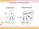 第二章 第二节 基因伴随染色体传递（课件）-【名校同步】2021-2022学年高一生物精品课件（浙科版2019必修2）