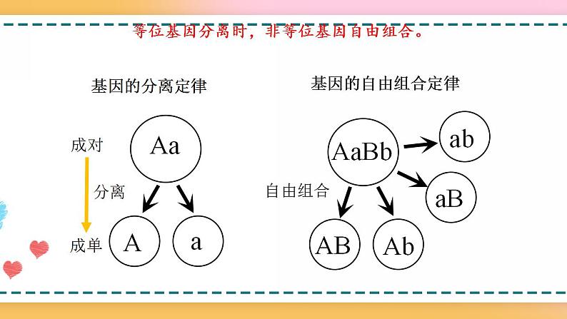 第二章 第二节 基因伴随染色体传递（课件）-【名校同步】2021-2022学年高一生物精品课件（浙科版2019必修2）02