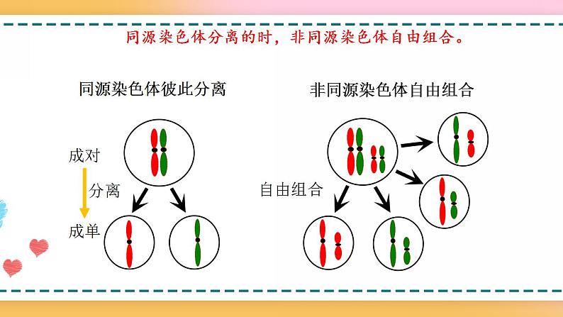 第二章 第二节 基因伴随染色体传递（课件）-【名校同步】2021-2022学年高一生物精品课件（浙科版2019必修2）03