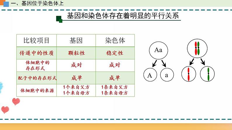 第二章 第二节 基因伴随染色体传递（课件）-【名校同步】2021-2022学年高一生物精品课件（浙科版2019必修2）08