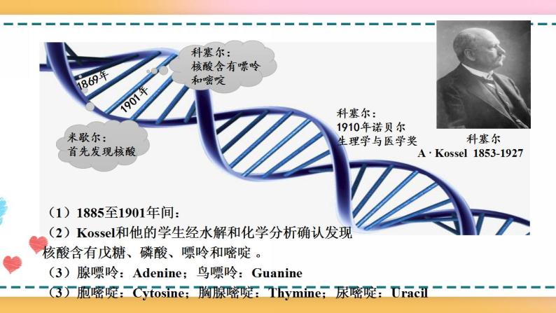 第三章  第二节  遗传信息编码在DNA分子上（课件）-【名校同步】2021-2022学年高一生物精品课件（浙科版2019必修2）07