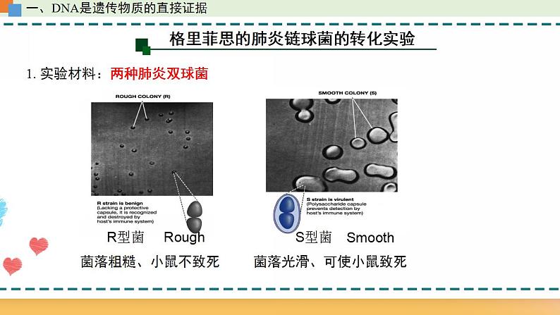 第三章 第一节  核酸是遗传物质（课件）-【名校同步】2021-2022学年高一生物精品课件（浙科版2019必修2）06