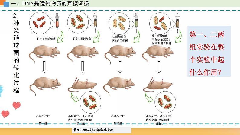 第三章 第一节  核酸是遗传物质（课件）-【名校同步】2021-2022学年高一生物精品课件（浙科版2019必修2）08