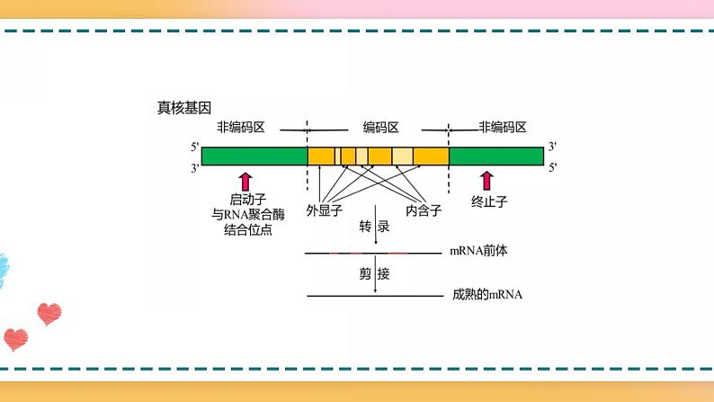 第三章 第五节 生物体存在表观遗传现象（课件）-【名校同步】2021-2022学年高一生物精品课件（浙科版2019必修2）04