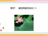 第三章 第四节  基因控制蛋白质合成（第3课时）（课件）-【名校同步】2021-2022学年高一生物精品课件（浙科版2019必修2）
