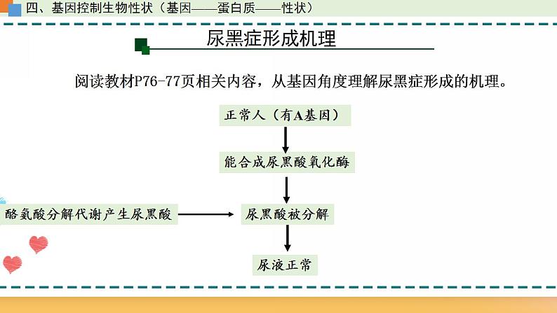 第三章 第四节  基因控制蛋白质合成（第3课时）（课件）-【名校同步】2021-2022学年高一生物精品课件（浙科版2019必修2）07