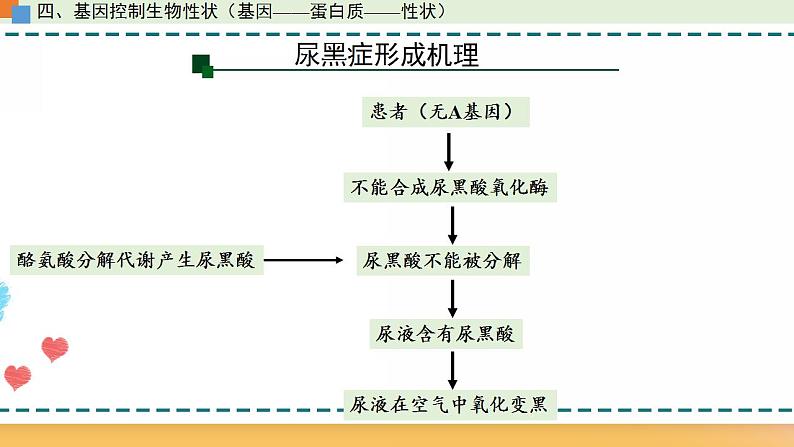 第三章 第四节  基因控制蛋白质合成（第3课时）（课件）-【名校同步】2021-2022学年高一生物精品课件（浙科版2019必修2）08